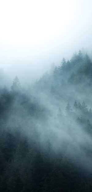 Foggy Forest Wallpaper