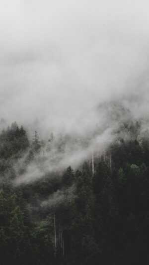 Foggy Forest Wallpaper