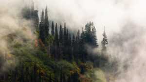 Foggy Forest Wallpaper