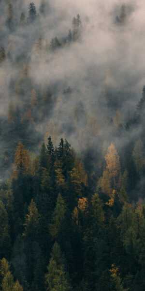 Foggy Forest Wallpaper