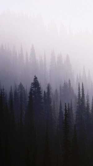 Foggy Forest Wallpaper