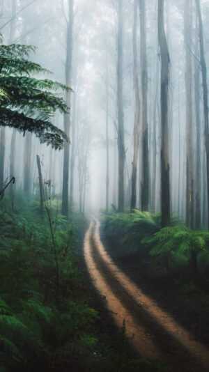 Foggy Forest Wallpaper iPhone