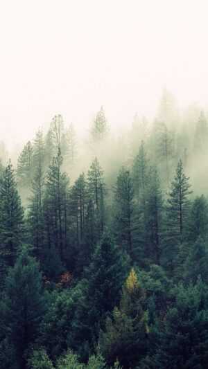 Foggy Forest Wallpapers