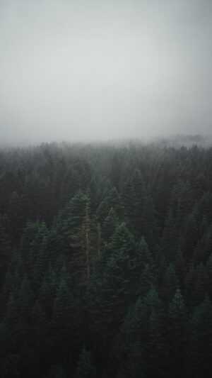 Foggy Forest Wallpapers