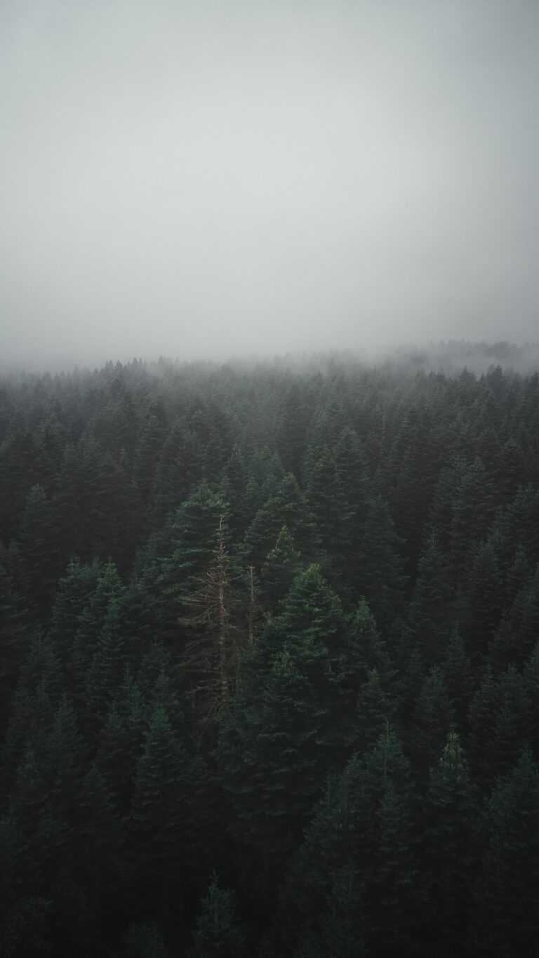 Foggy Forest Wallpapers - iXpap