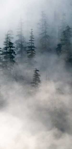 Foggy Forest Wallpapers