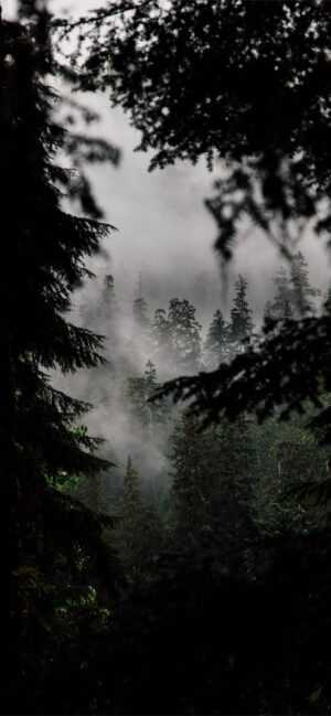 Foggy Forest Wallpapers