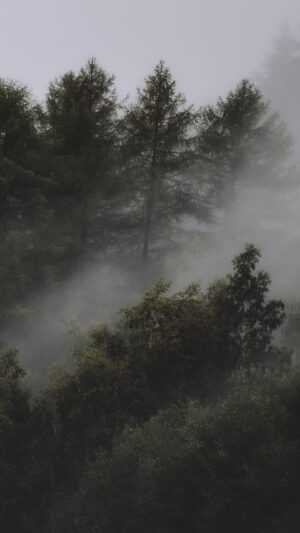 Foggy Forest Wallpapers