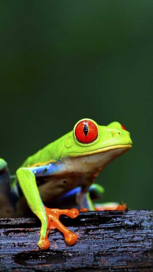 Iphone Frog Wallpaper Ixpap