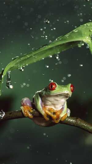 Frog Wallpaper