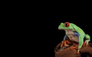Frog Wallpaper Desktop