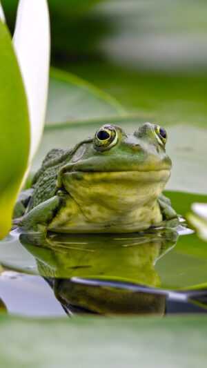 Frog Wallpaper Phone
