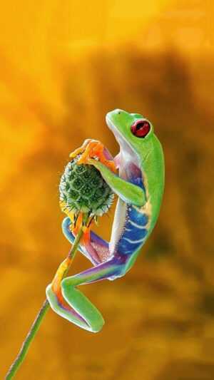 Frog Wallpaper iPhone