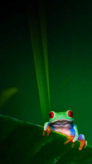 Frog Wallpapers