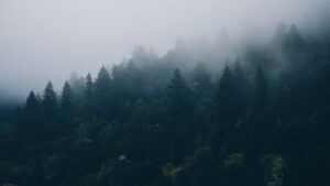 HD Foggy Forest Wallpaper
