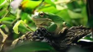 HD Frog Wallpapers