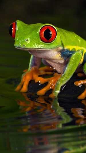 iPhone Frog Wallpaper