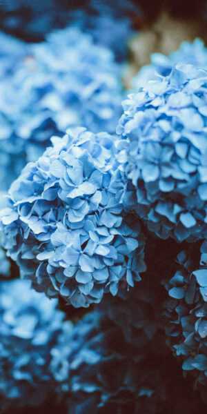 Blue Floral Wallpaper