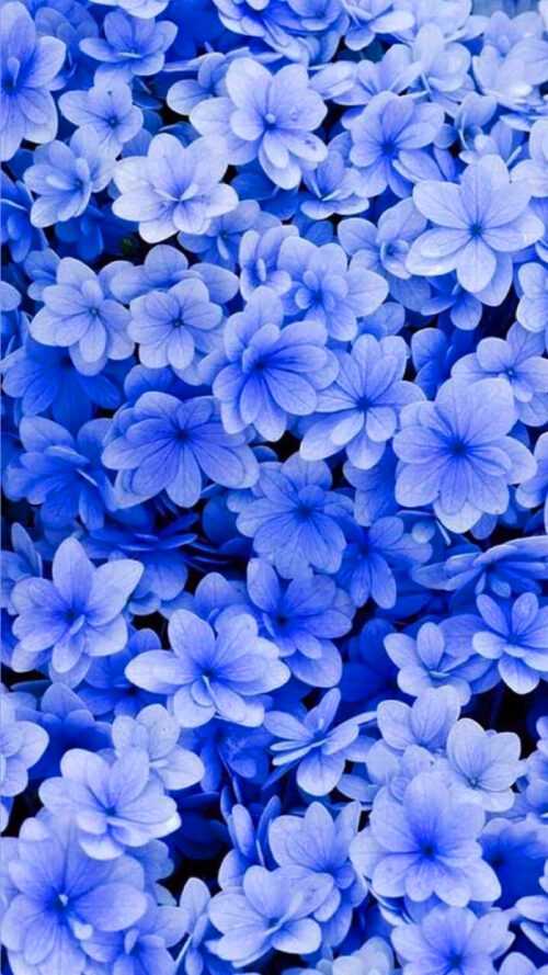 Blue Floral Wallpapers iXpap