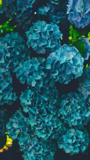 Blue Flower Wallpaper