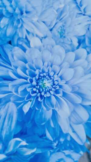 Blue Flower Wallpaper