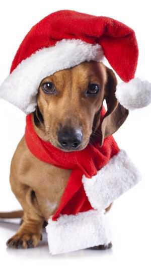 Christmas Dog Wallpaper