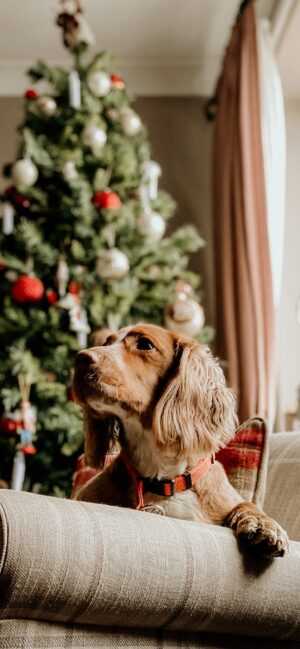 Christmas Dog Wallpaper