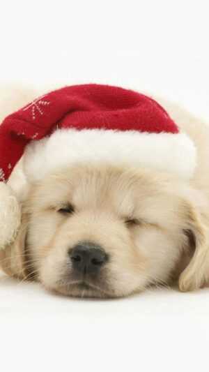 Christmas Dog Wallpaper