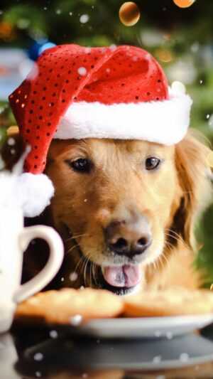 Christmas Dog Wallpaper