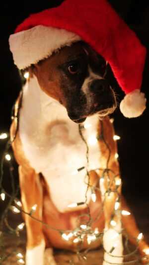 Christmas Dog Wallpaper