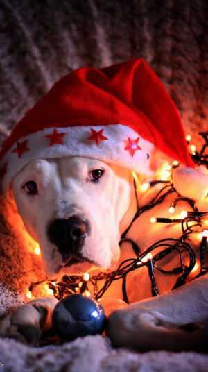 Christmas Dog Wallpaper iPhone