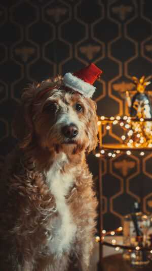 Christmas Dog Wallpapers