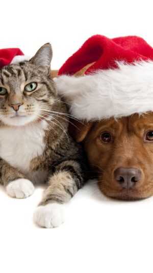 Christmas Pets Wallpaper