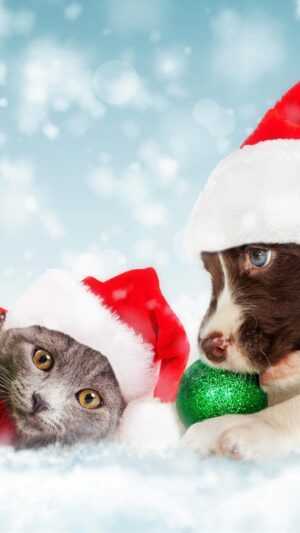 Christmas Pets Wallpaper