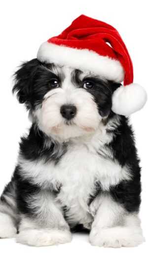 Christmas Puppy Wallpaper