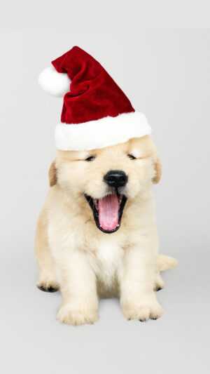 Christmas Puppy Wallpaper