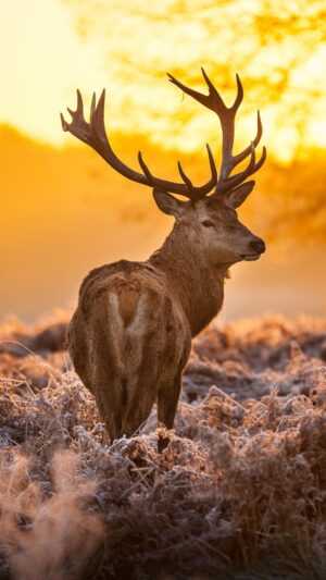 Deer Wallpaper