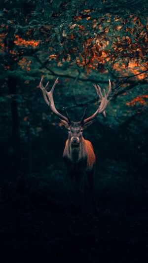 Deer Wallpaper