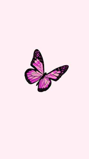Pink Butterfly Wallpaper