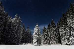 Snow Forest Wallpaper
