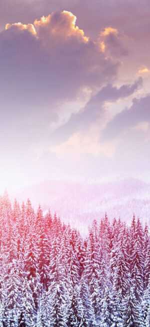 Snow Forest Wallpaper