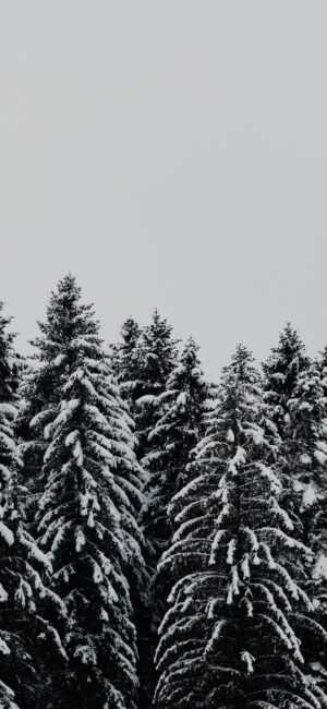 Snow Forest Wallpaper