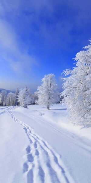 Winter Scenes Wallpaper