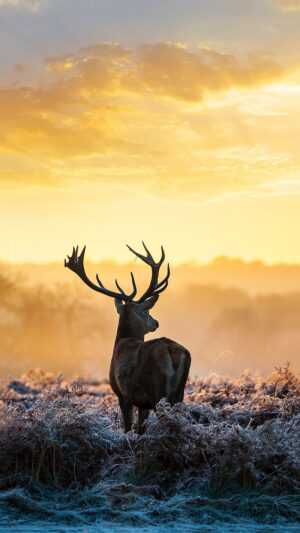 iPhone Deer Wallpaper