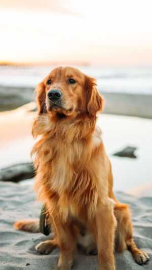 Golden Retriever Wallpaper