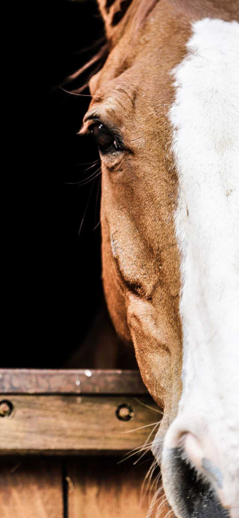 Horse Lockscreen iXpap
