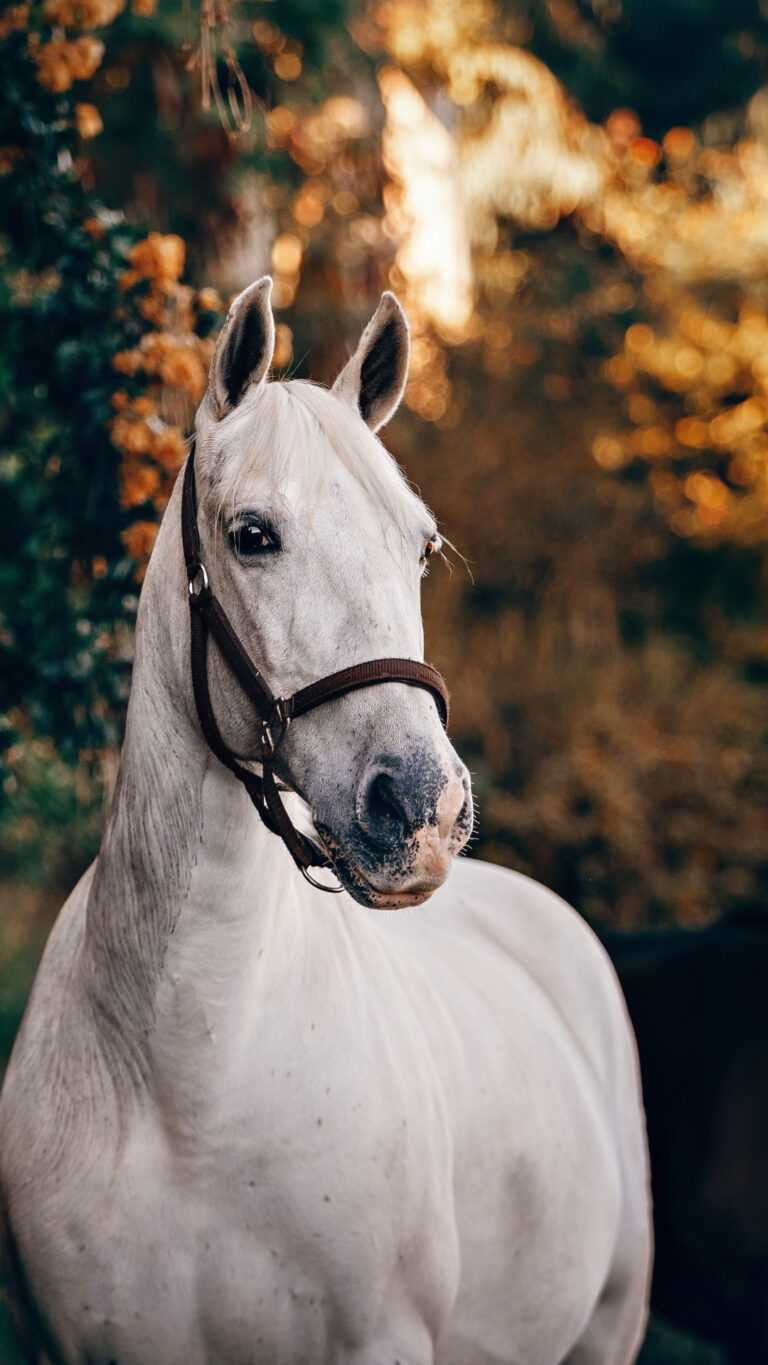 Horse Wallpaper IPhone - iXpap
