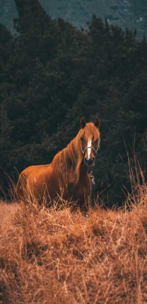 Horse Wallpapers