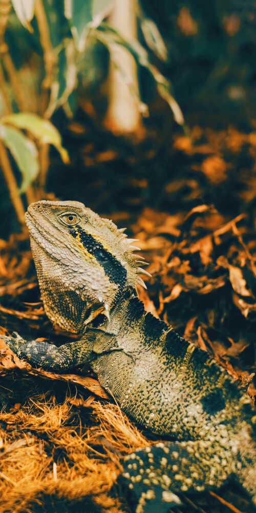 Bearded Dragon Wallpaper - iXpap