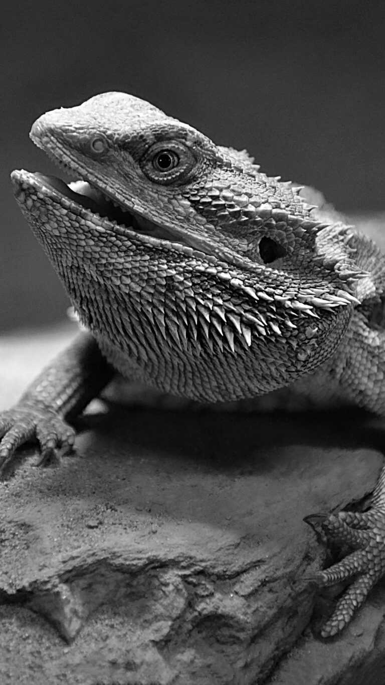 Bearded Dragon Wallpaper - iXpap